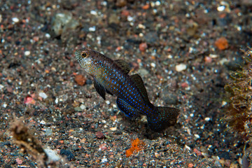 Blue-spotted rubble goby Asterropteryx ensiferus