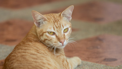 Golden cat looking at the camera