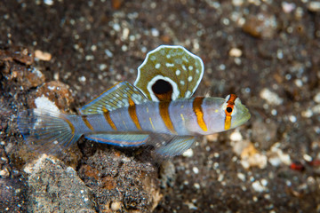 Gold-barred shrimp goby Amblyeleotris randalli