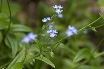 上高地のエゾムラサキ/長野県松本市