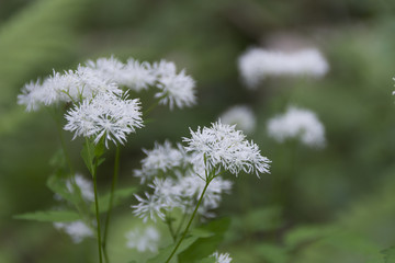 上高地のカラマツソウ／長野県松本市