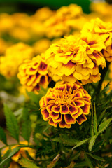 Marigold flowers in the garden on summer , yellow flowers ,beautiful flowers on summer in the nice day herb flowers