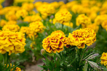 Marigold flowers in the garden on summer , yellow flowers ,beautiful flowers on summer in the nice day herb flowers