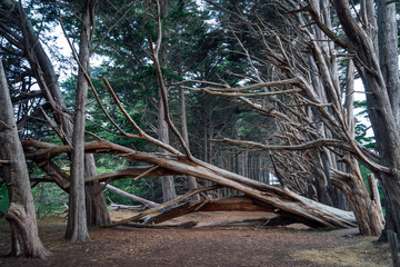Seal Cove Cypress Tree Grove