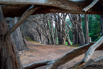 Seal Cove Cypress Tree Grove