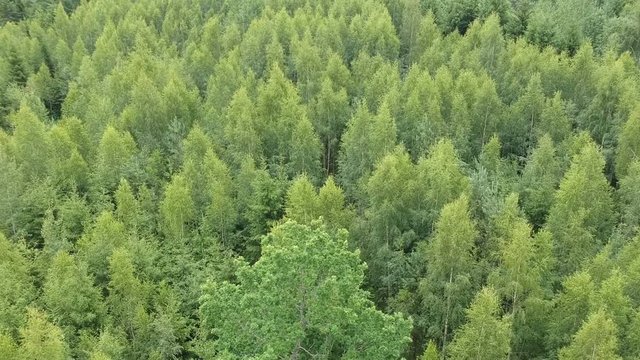 Leafy forest tree tops background in summer, aerial view