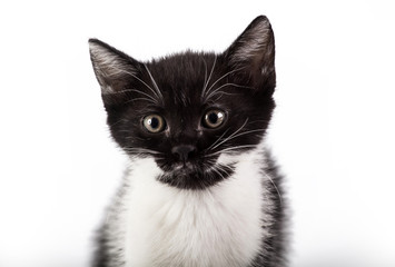 Fototapeta premium Kitten on white background