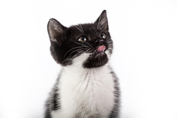 Kitten on white background