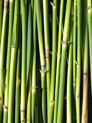 Obraz premium reed