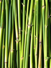 Obraz premium reed
