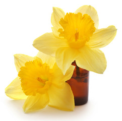 Flower daffodil with essential oil