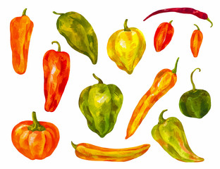 Many different peppers. Watercolor set. Bulgarian, chili, different varieties of healthy vegetables