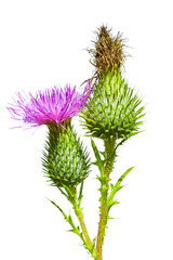 Purple colored thistle wildflower isolated on white background