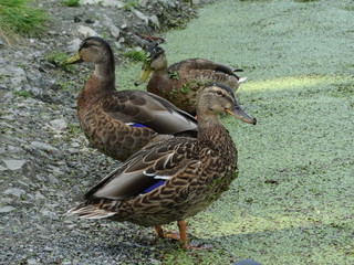 Three mallard ducks on the shore of a pond
