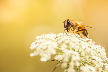 Honey bee on a white wildflower against sunny natural background