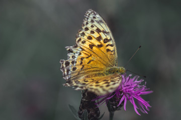 Fototapeta na wymiar Orange colored Fritillary butterfly on a wildflower