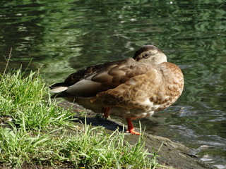 Sleeping mallard duck