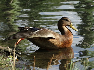 Mallard duck getting ready for bed