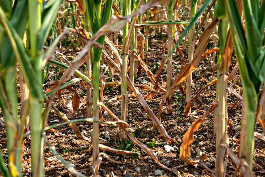 drought corn field in  hot summer