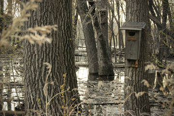 Bird feeder in flood area