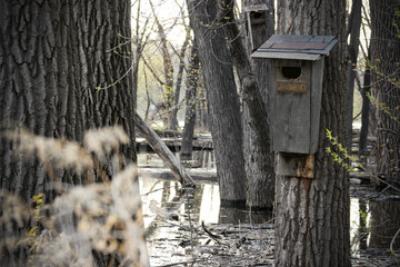 Bird feeder in flood 