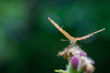 Orange colored Fritillary butterfly on a wildflower