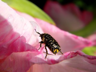 beetle on flower