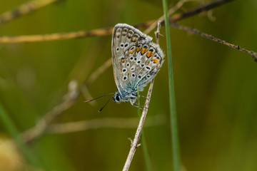 Bläuling