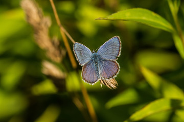Bläuling