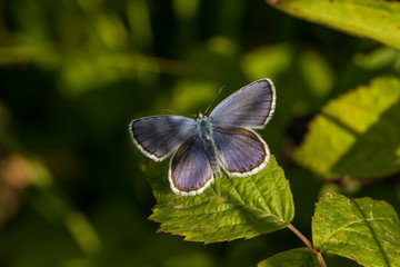 Bläuling