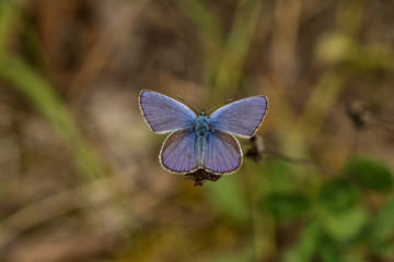 Bläuling