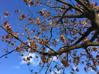 barren tree branches and blue skies in fall