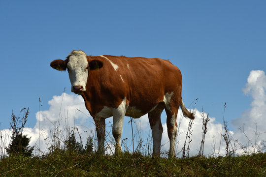 Rind, Kuh, in den Chiemgauer Alpen, Oberbayern, Deutschland