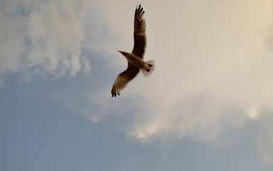 Fototapeta na wymiar птица в небе.