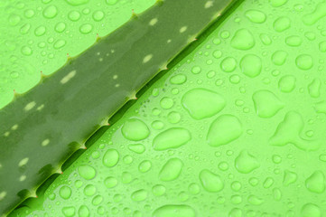 Natural beauty products and plant based clinical treatment concept with macro close up on an aloe vera plant leaf isolated on wet green background soaked in water drops with copy space