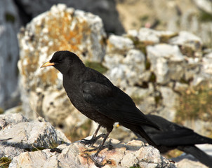 Alpendohle, Pyrrhocorax graculus,