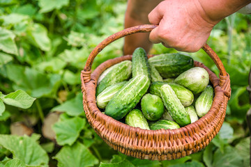 Fresh vegetables. Farmer picking cucumbers into basket in green garden. Vegetable harvest.