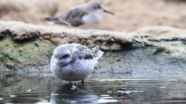 HD video of one Red-necked Phalarope looking for food in shallow water. The typical avian sex roles are reversed in the phalarope species. Females are larger and more brightly colored than males