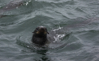Wild Northern fur seal (Callorhinus ursinus) on Tuleniy island near Sakhalin