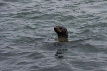 Obraz premium Wild Northern fur seal (Callorhinus ursinus) on Tuleniy island near Sakhalin