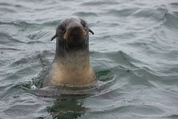 Fototapeta premium Wild Northern fur seal (Callorhinus ursinus) on Tuleniy island near Sakhalin