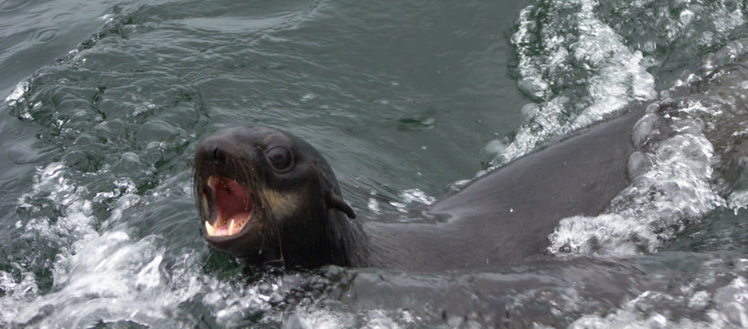 Wild Northern fur seal (Callorhinus ursinus) on Tuleniy island near Sakhalin