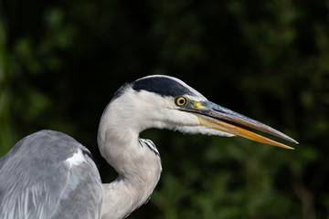 heron head