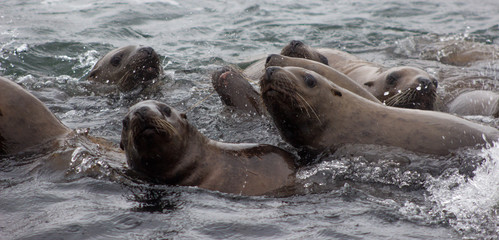 Naklejka premium Wild steller sea lion on Tuleniy island near Sakhalin