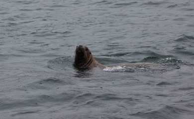 Fototapeta premium Wild on Tuleniy island near Sakhalin