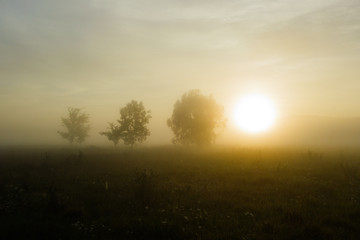 Fototapeta na wymiar Grass fields with fog in summer morning sun
