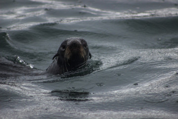 Naklejka premium Wild Northern fur sealon Tuleniy island near Sakhalin