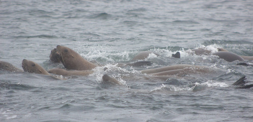 Wild steller sea lions (Eumetopias jubatus) on Tuleniy island near Sakhalin