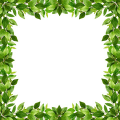 Twigs with fresh green leaves in a frame