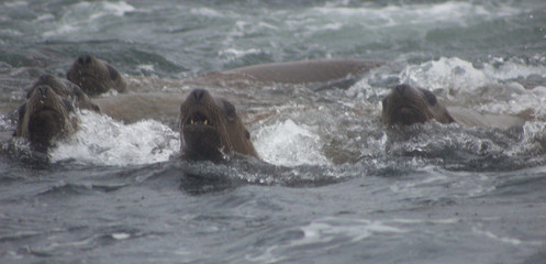 Wild steller sea lions (Eumetopias jubatus) on Tuleniy island near Sakhalin